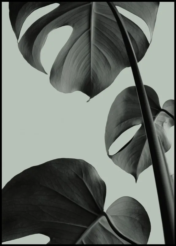 Monstera Teal nr. 3 Poster Wochenendangebot