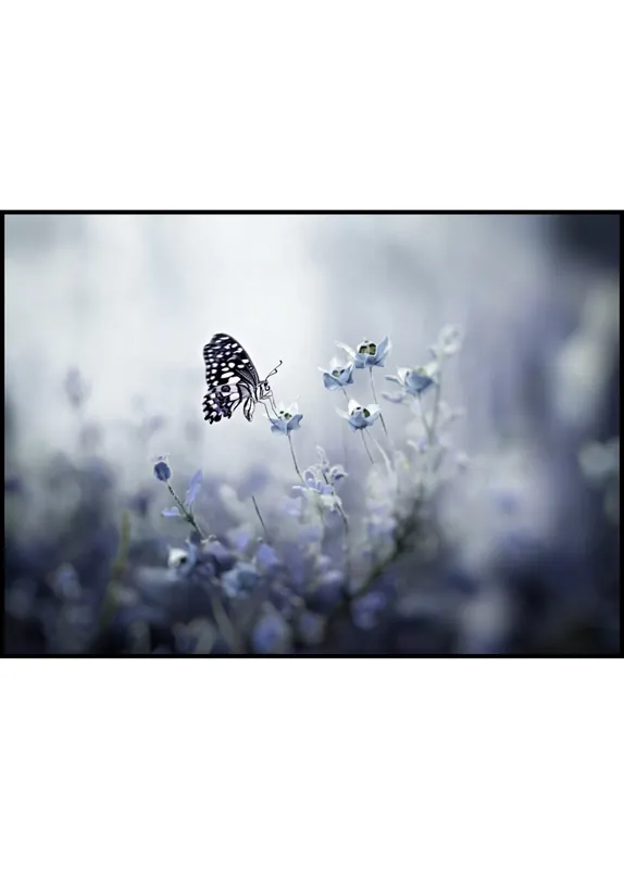 Zertifiziert Butterfly in Purple Poster