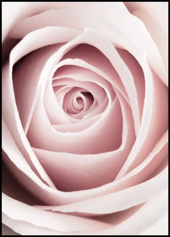 Neue Ware Close-Up Pink Rose nr. 1 Poster