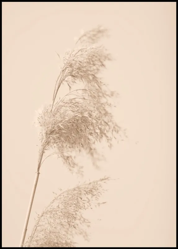 Wochenendangebot Reed Grass nr. 6 Poster