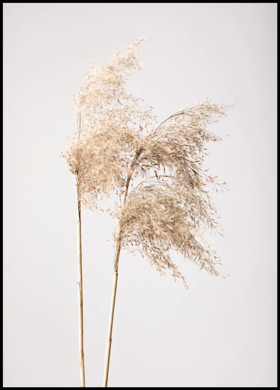 Reed Grass nr. 1 Poster Bestseller