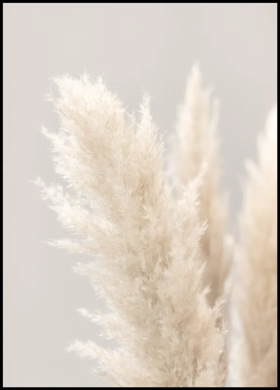 Schnäppchen Pampas Grass nr. 2 Poster