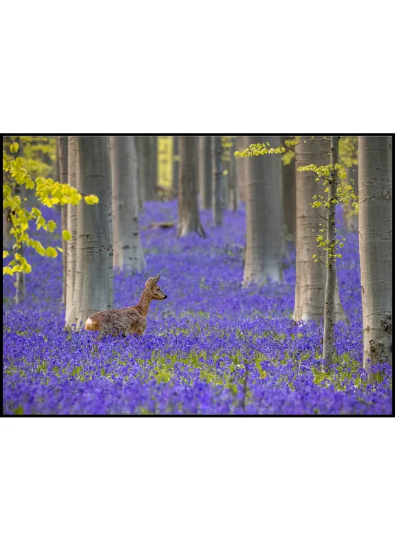 Deer in a Sea of Purple Flowers Poster Top-Angebot