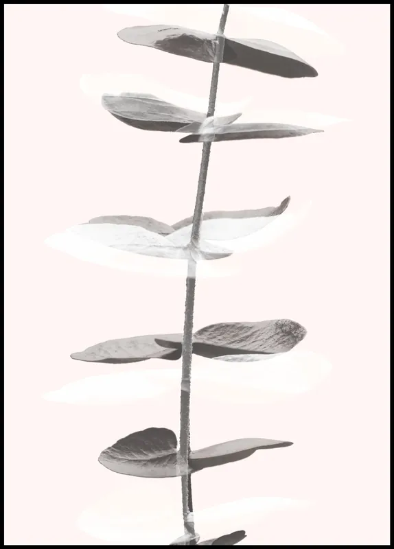 Begrenztes Angebot Eucalyptus Creative nr. 1 Poster