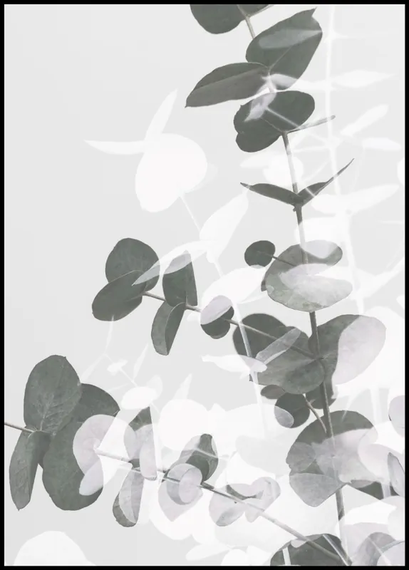 Online Kaufen Green and White Eucalyptus nr. 3 Poster