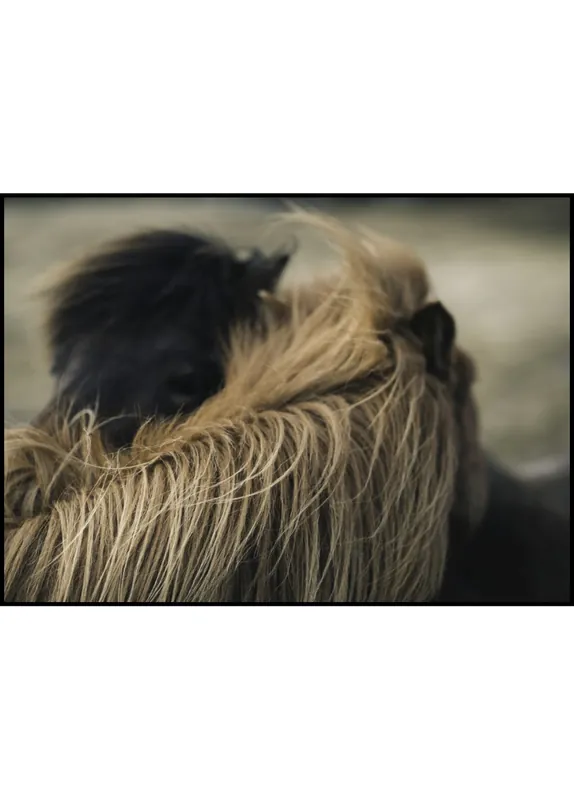 Icelandic Horse Mane Poster by Wiberg Nur Für Kurze Zeit