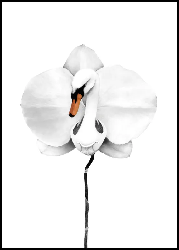 Swan Orchid Poster by Sanna Wieslander Bestseller