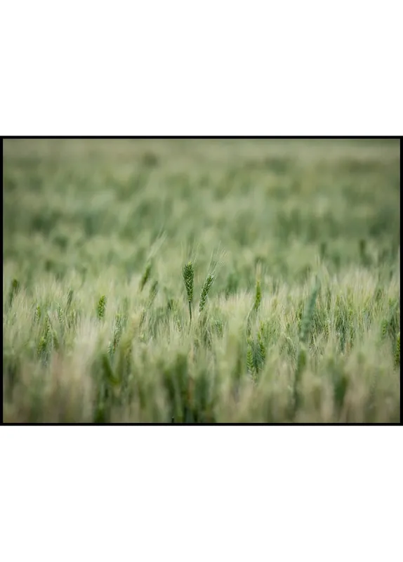 Preisreduziert Rye Field Poster