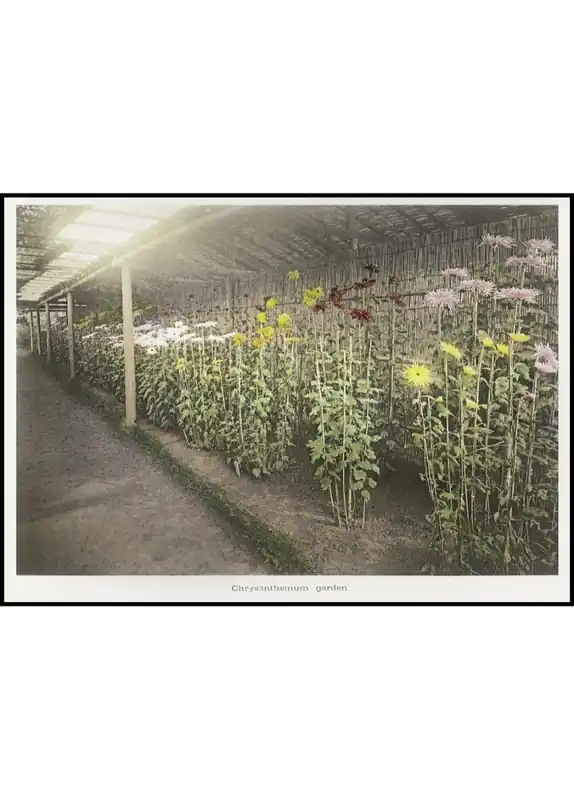 Preiswert Chrysanthemum Greenhouse Poster