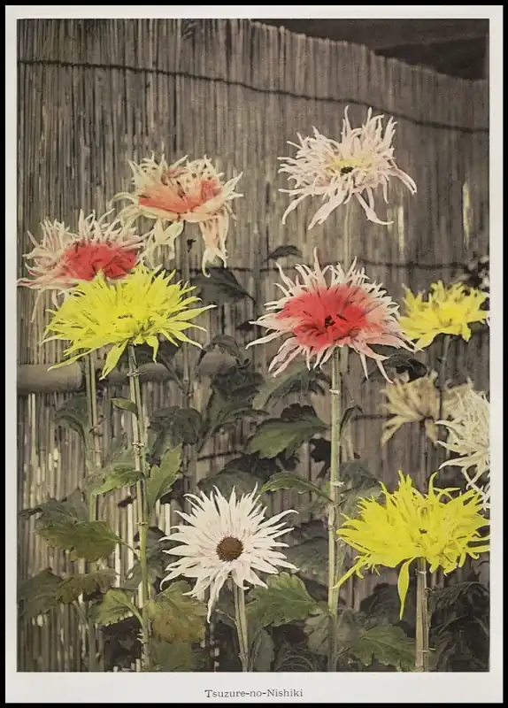 Versand Am Gleichen Tag Tsuzure-no-Nishiki Poster