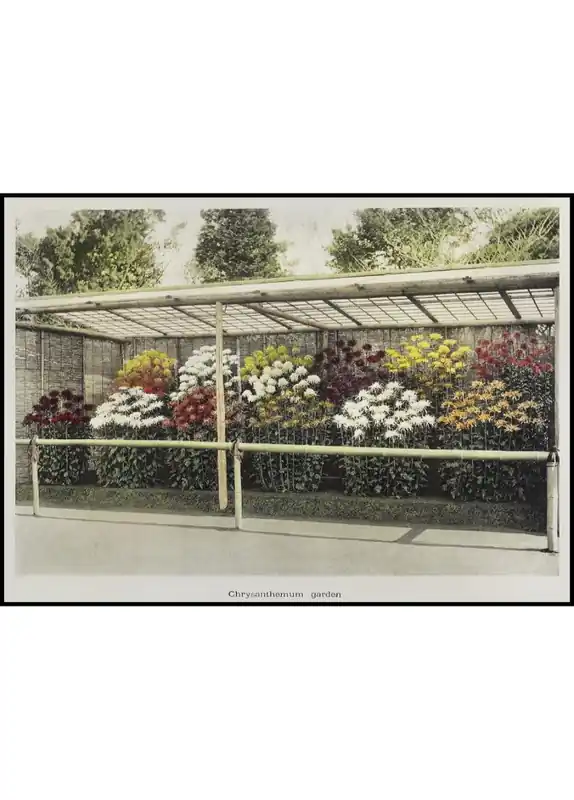 Chrysanthemum Flower Garden Poster Schneller Versand