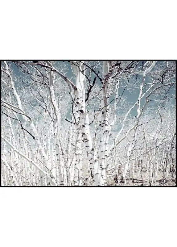 Birch Trees Poster Kostenloser Versand