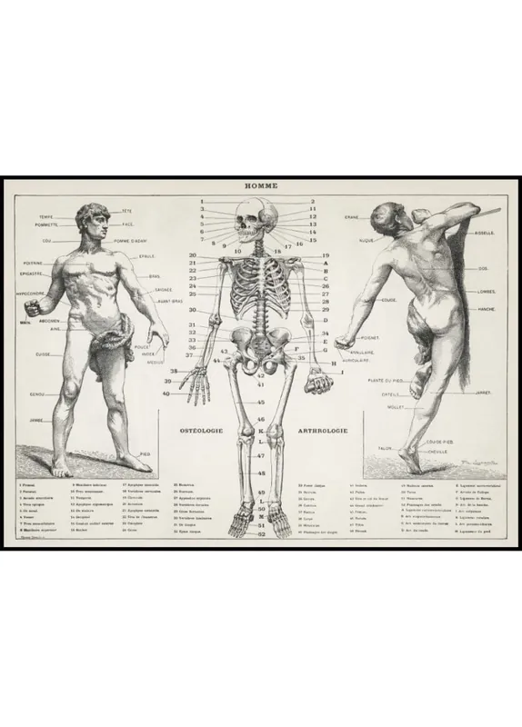Versand Am Gleichen Tag An Antique Osteology Poster