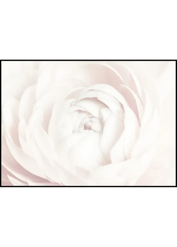 White Ranunculus Close-up Poster Billig