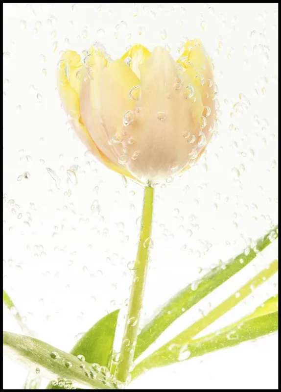 Kostenloser Rückversand Yellow Tulip in Bubbly Water