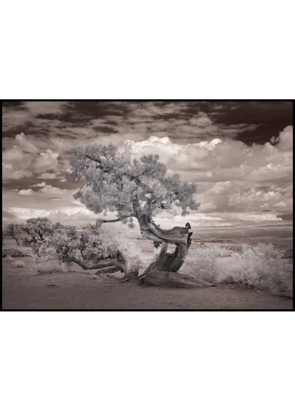 Twisted Tree in the Desert Poster Aktuell
