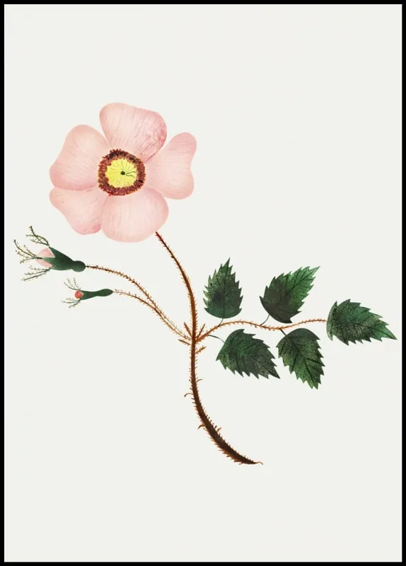 Dog Rose Poster Sale