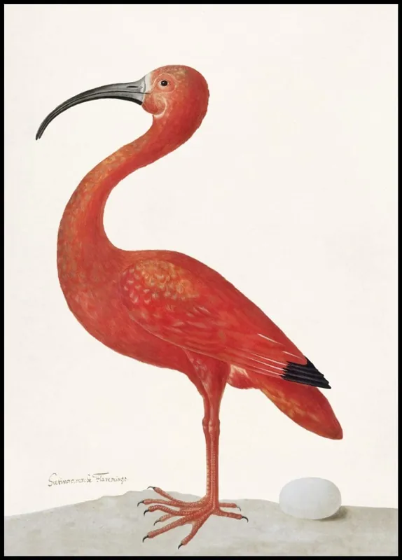 Flamingo with an Egg Poster Bestpreis