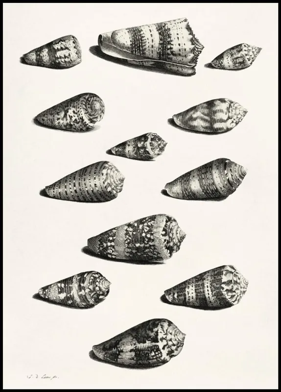 Kostenloser Versand Patterned Shells Vintage Poster