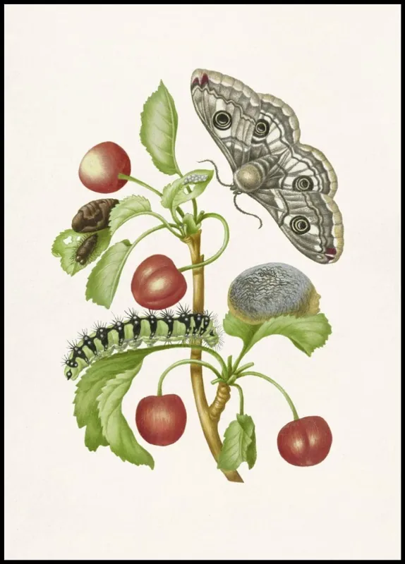 Butterfly Pupa on Cherry Branch Poster Beliebt
