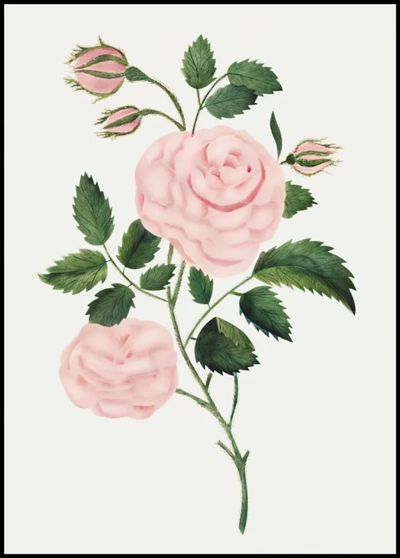 Super-Preis Lovely Pink Rose Poster