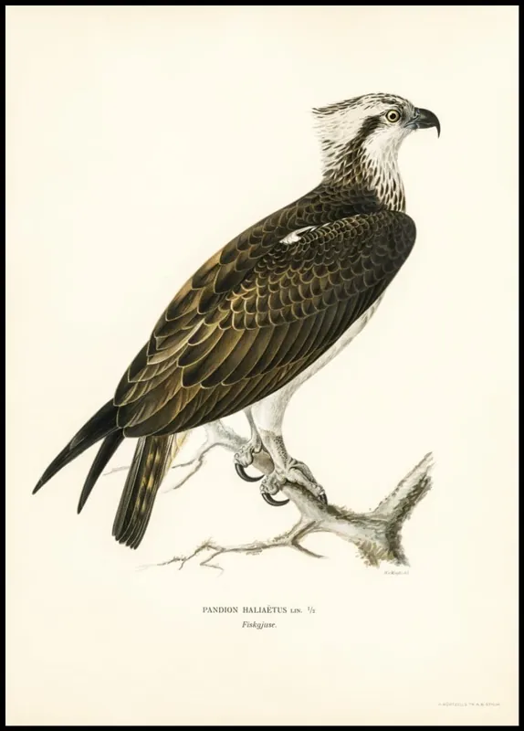 Vintage Osprey Poster Billig