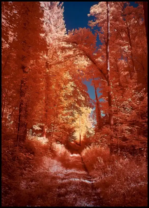 Forest Road in a Golden Autumn Light Poster Neue Ware