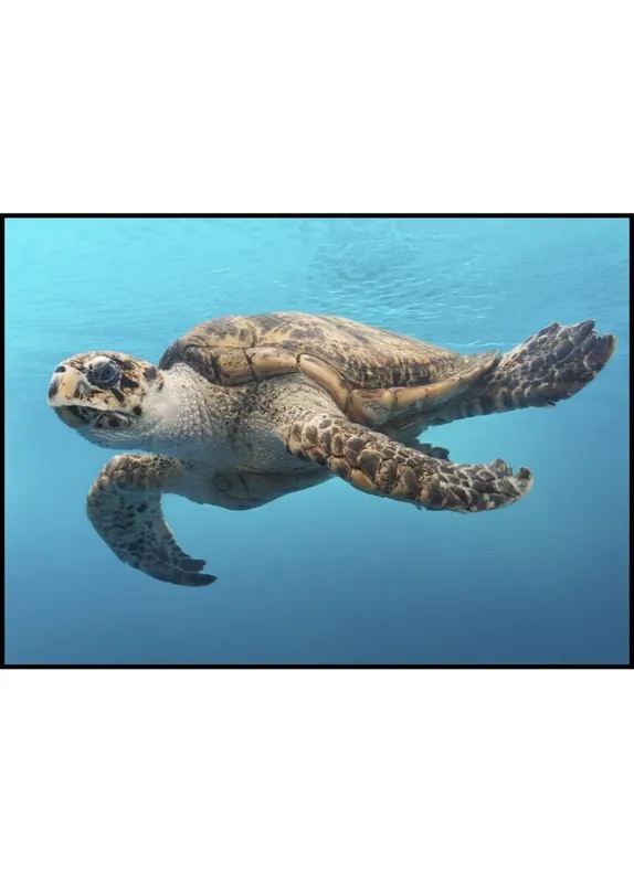 Jetzt Kaufen Swimming Turtle in a Blue Lagoon Poster