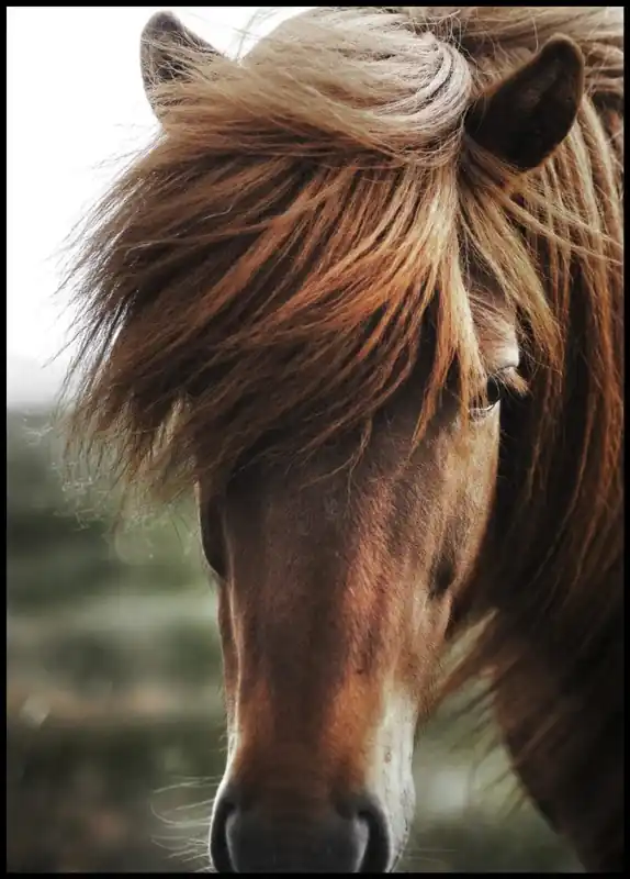 Close Up of an Icelandic Horse Poster Preisreduziert