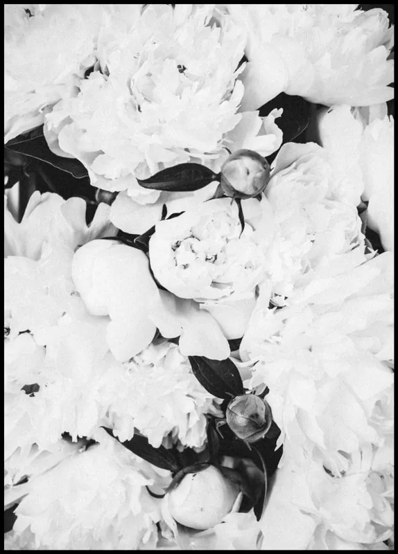White Peony Poster Neu