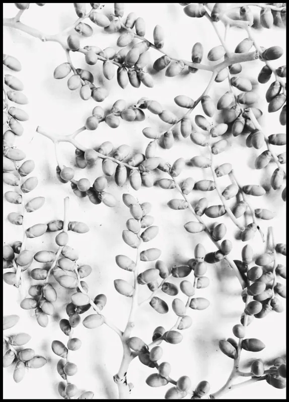 Knallerangebot Almond Tree Branches Poster