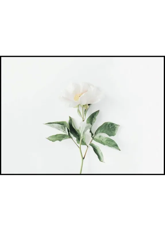 Geprüft Singel White Peony Poster
