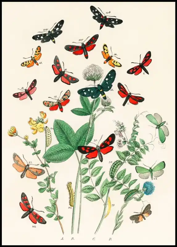 Fluttering Butterflies and Caterpillars Poster Neu