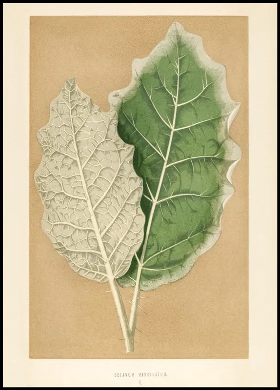 Letzte Chance White-Margined Nightshade Poster