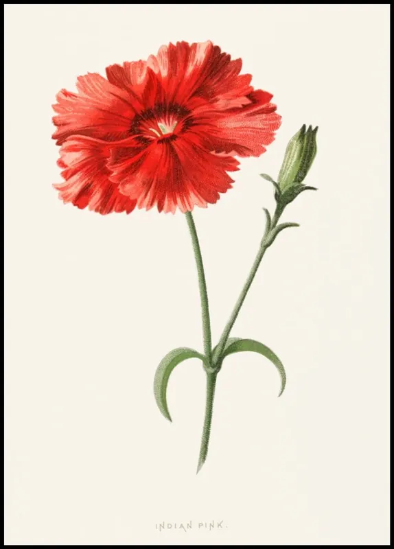 Solange Der Vorrat Reicht Indian Pink Flower Poster