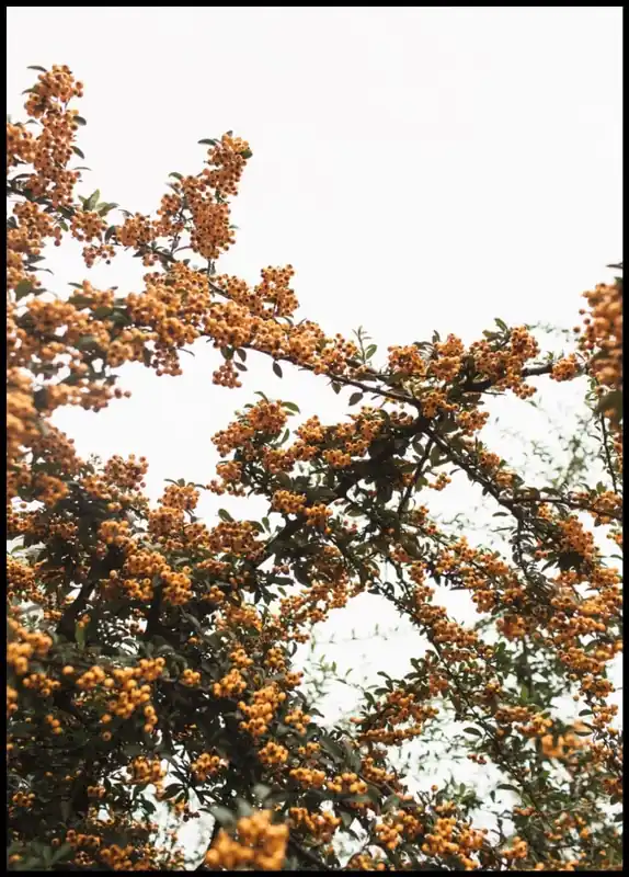 Orange Berries on Green Branches Poster Heißes Angebot