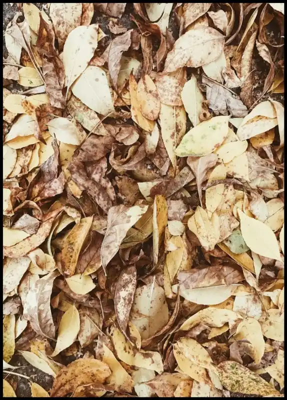 Markenprodukt Pale Leaves Poster