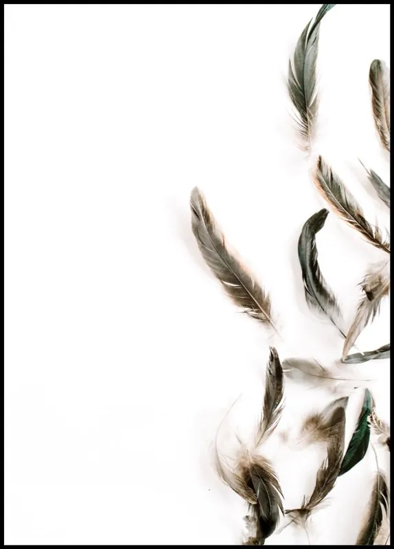 Collection of Feathers Poster nr.2 Direktkauf
