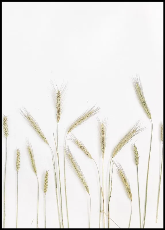 Standing Wheat Poster Aktuell