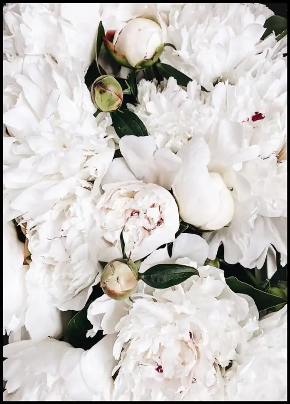 Direkt Vom Hersteller Beautiful Pink Peony Flowers Poster
