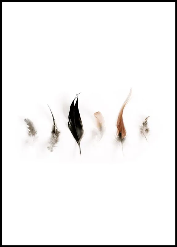 Neu Im Sortiment Collection of Feathers Poster nr.1
