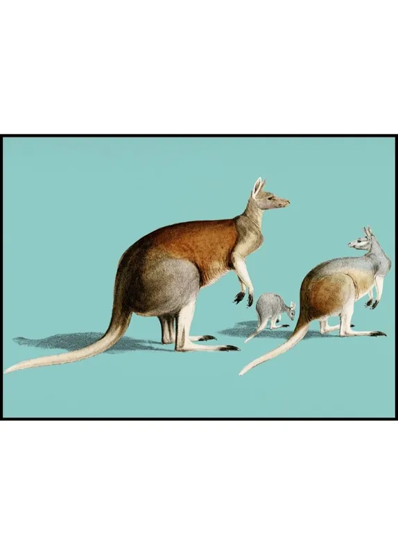 Top-Angebot The Red Kangaroo Vintage Illustration Poster