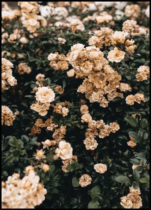 Orange Flower Shrub Poster Begrenztes Angebot