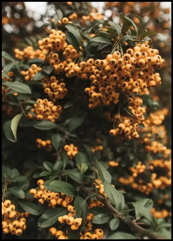 Markenprodukt Orange Berries and Green Leaves Poster