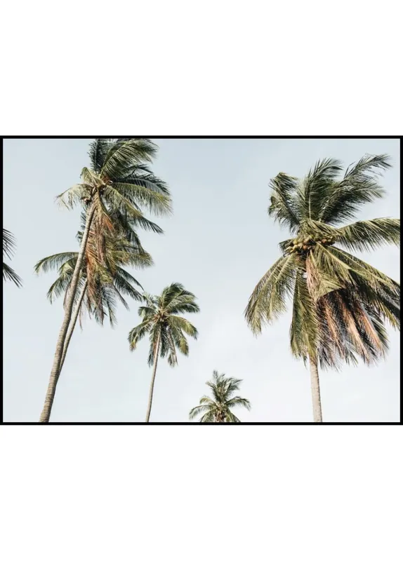 Windy Palm Trees Poster Knallerangebot