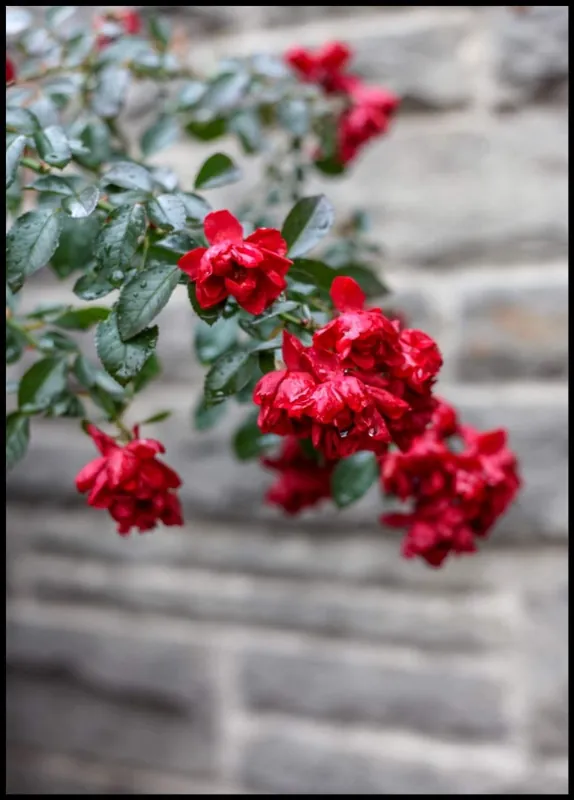 Red Flowers and Stone Wall Poster Kracherpreis