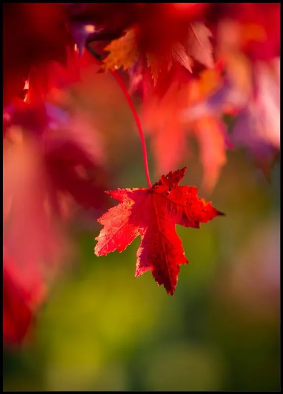 Direkt Vom Hersteller Mapel Leaves in Autumn Colors Poster
