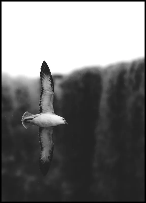 Seagull Soaring Over the Icelandic Nature Poster Begrenztes Angebot