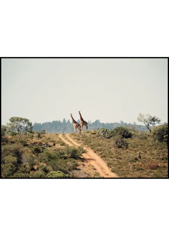 Top-Preis Giraffes Standing on Hill Poster