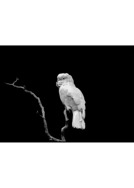 White Bird In Tree Poster Sonderangebot